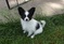 Papillon puppies