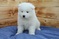 Intelligent Samoyed puppies