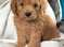 Labradoodles puppies