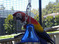 Scarlet Macaw Parrots