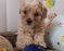 Adorable Maltipoo Puppies Ready Now