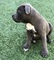 Purebreed Staffordshire Bull Terrier