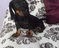Amazing Dachshund Boy And Girl!