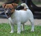 Jack Russell Puppies