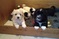 Coton De Tulear Puppies
