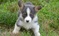 Pembroke Welsh Corgi
