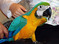 Blue and Gold Macaw Parrots