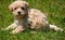 Schnoodle puppies