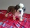 Saint Bernard puppies