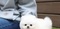 Affectionate Teacup Pomeranian Available