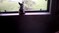 French Bulldog -Dog is six inches tall