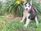 Siberian Husky Puppies For Sale at besthuskies . c om