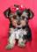 Tiny Yorkshire Terrier
