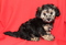 Teddy Bear YorkiePoo