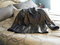 woman's leather jacket