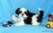 Gorgeous Shih Tzu puppies for adoption
