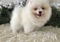 Top Quality Registered Pomeranian