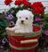 Terrific & Magnificent Maltese pups available for adoption
