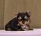 Adorable registered Yorkie pups for sale