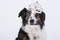 Is Your Dog a SMARTY PANTS? Help him with a LEARNING TOY