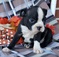 Compassionate Boston Terrier pups for sale