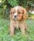 Smart Cavalier King Charles pups for sale