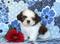 Beautiful Akc Shih Tzu pups for sale