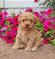 Vibrant smart toy Poodle puppies for sale