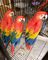 Beautiful Blue and Gold Macaws,