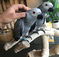 Sweet and lovely African grey parrots for sale