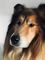 THE PERFECT DOG HOUSE~~~~If you really care about your pooch