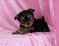 Super Yorkie Puppies for new home