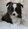 Chocolate Chihuahua puppies Ready