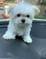 Sweet Maltese puppies for adoption