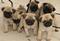 Pug puppy for sale, Pug puppy available for new homes