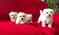 Lovely Maltese Puppies Available.