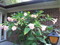 Angel Trumpet Plants (Brugmansia)
