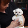Poodle puppy for sale