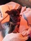 Yorkie Boy