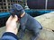 CKC Registered French Bulldogs