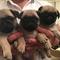 Cheap pug puppies available for new homes
