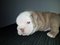 beautiful English Bulldog