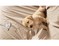 Labrador Retriever Puppies