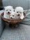 stunning Pomeranian teddy bear