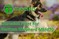 Extrusion Plant For German Shepherd Mkfd70. Buy Now!