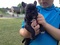 FRENCH BULLDOG PUPS