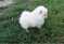TEACUP POMERANIAN FOR ADOPTION
