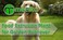 Food Extrusion Plant for Golden Retriever. Buy Now!