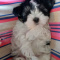Mal-Tzu Puppies - 1 Left SALE PENDING!!!