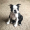 Boston Terrier darlings Very smart, loving and playful.